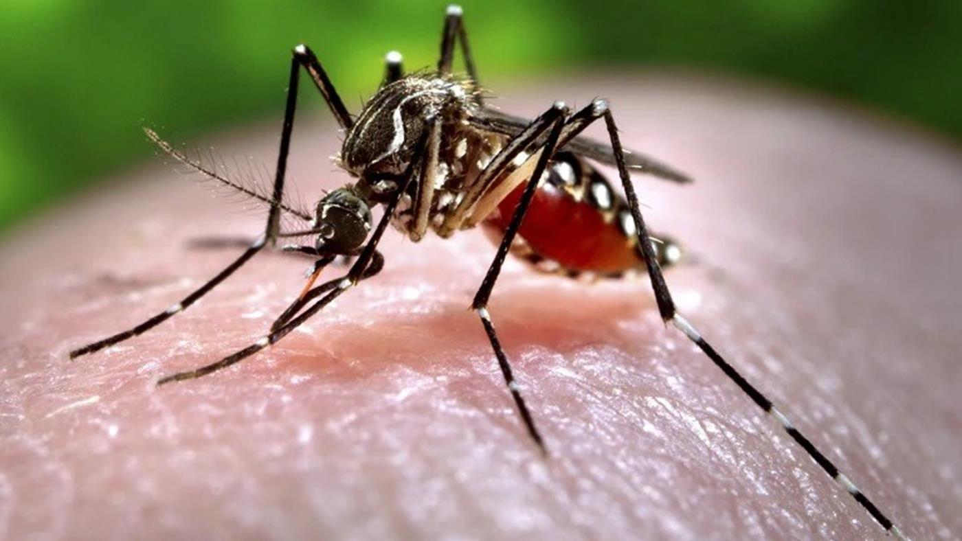 Mosquitoes may soon be used as vaccine delivery vehicles