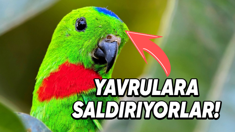 Why do green parrots kill each other’s offspring?